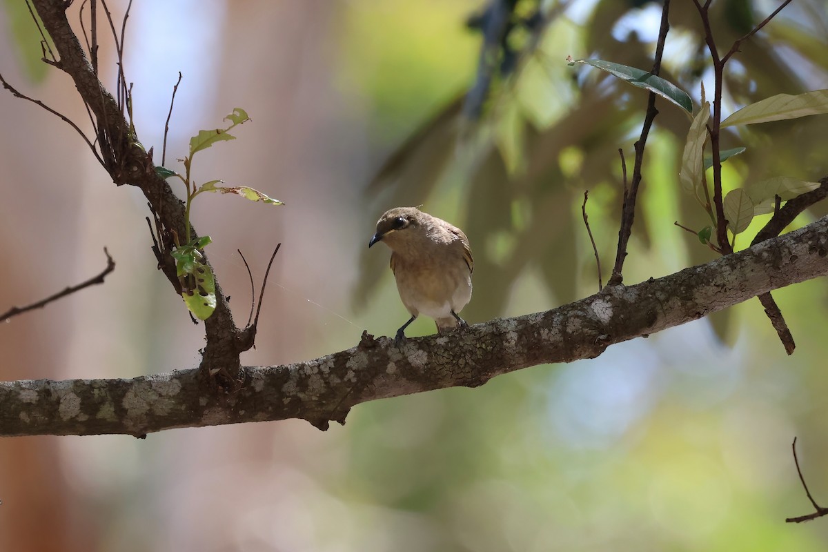 Brown Honeyeater - ML641931081