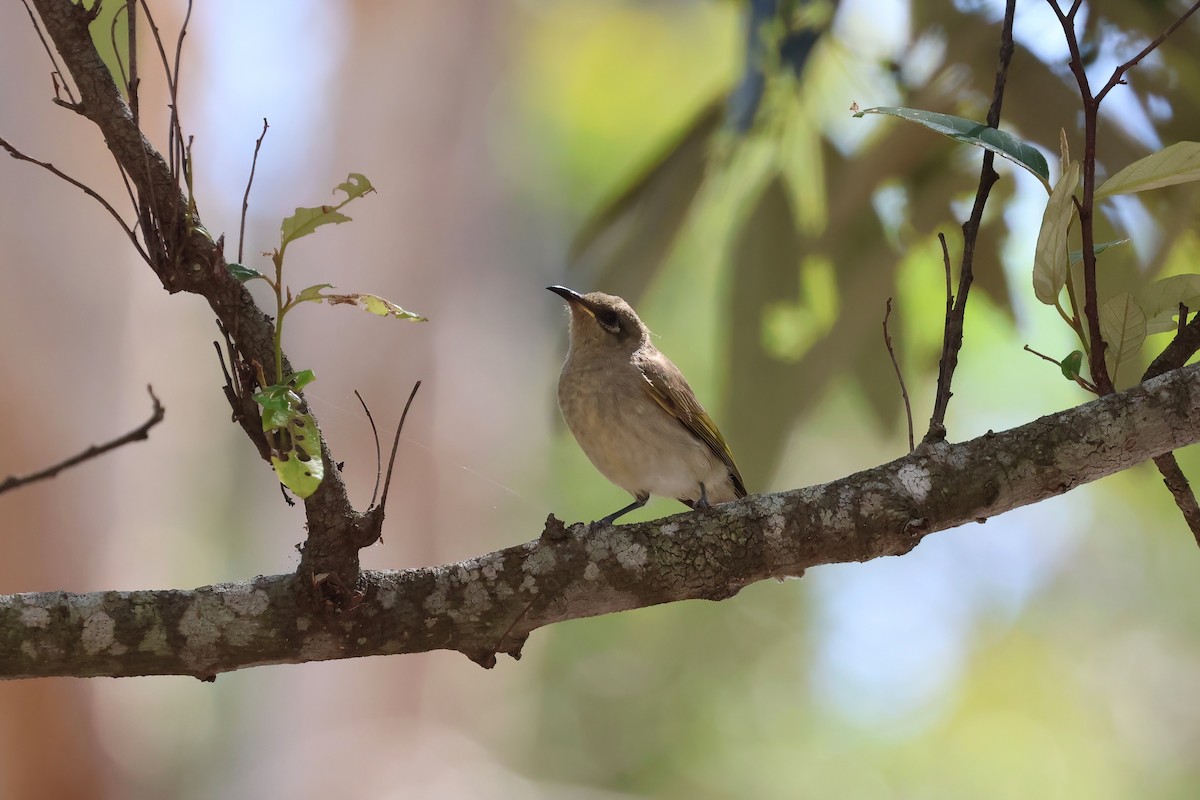 Brown Honeyeater - ML641931082