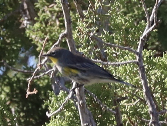 Yellow-rumped Warbler (Audubon's) - ML641931099