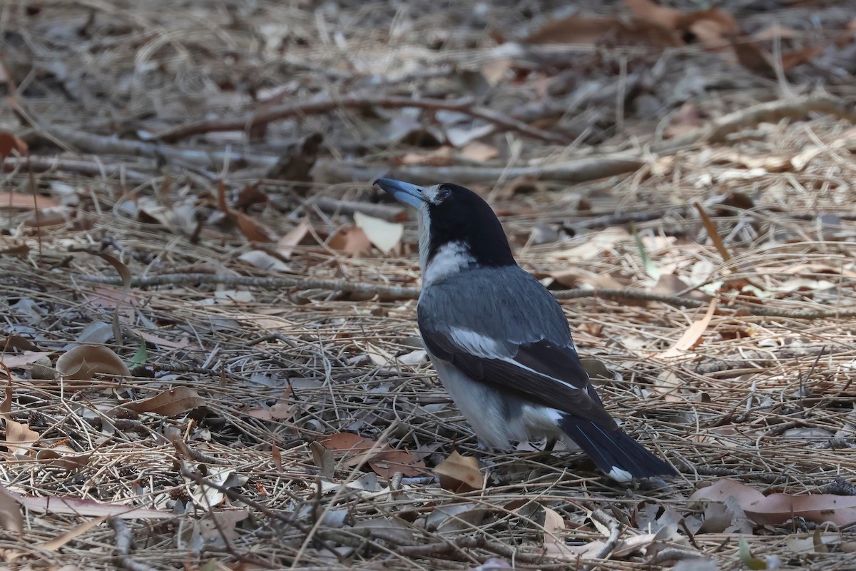 Gray Butcherbird - ML641931104