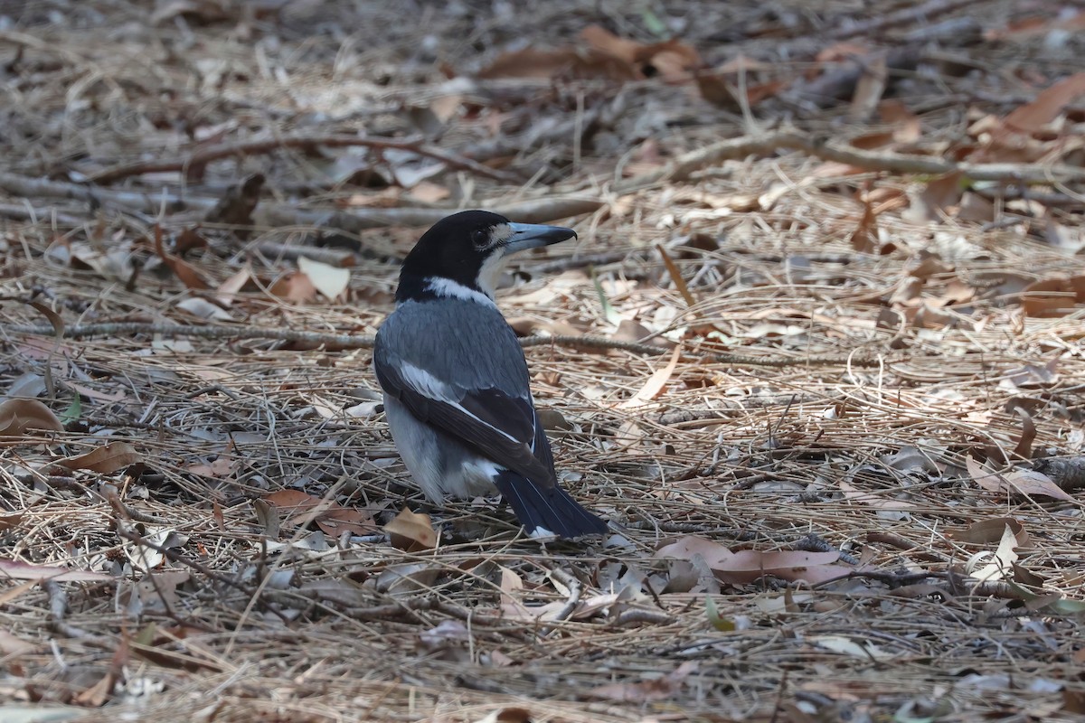 Gray Butcherbird - ML641931105