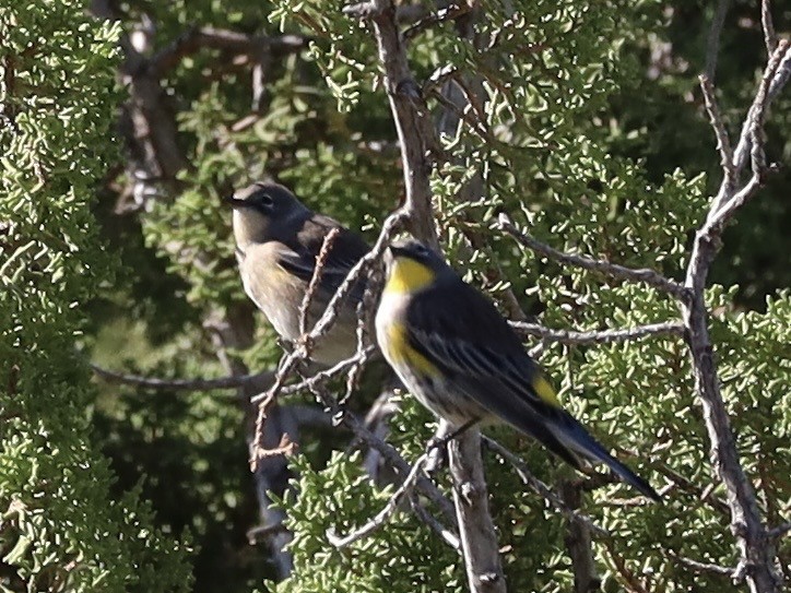 Yellow-rumped Warbler (Audubon's) - ML641931108