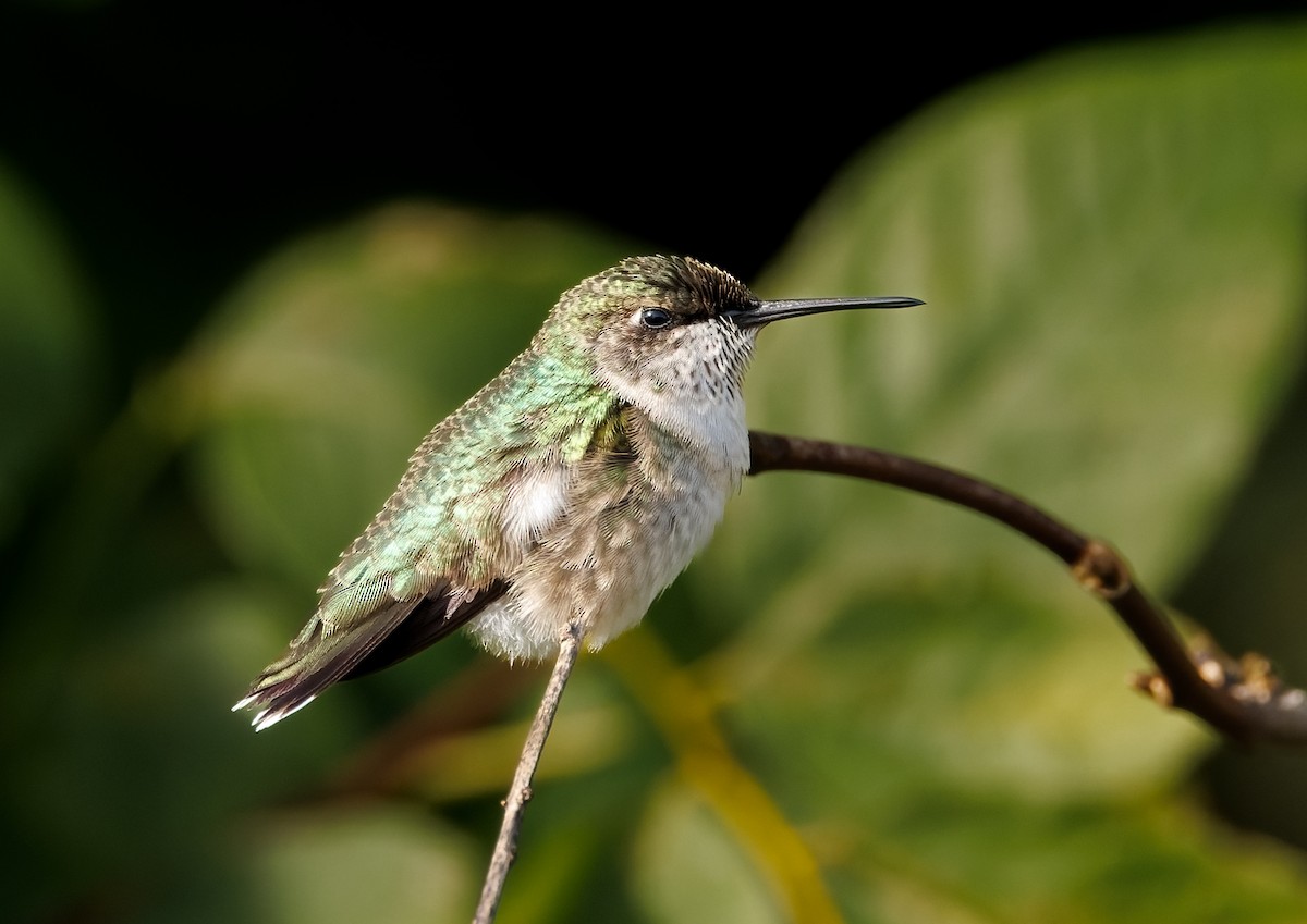 Ruby-throated Hummingbird - ML641931125