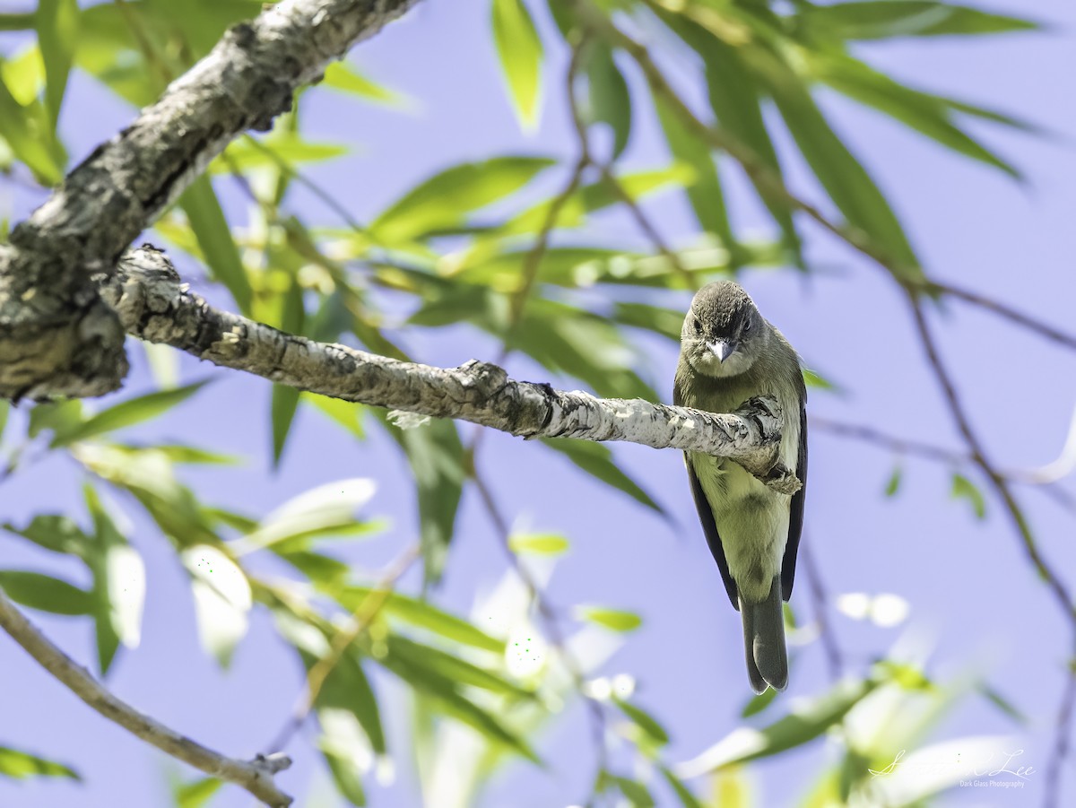 Western Wood-Pewee - ML641931127
