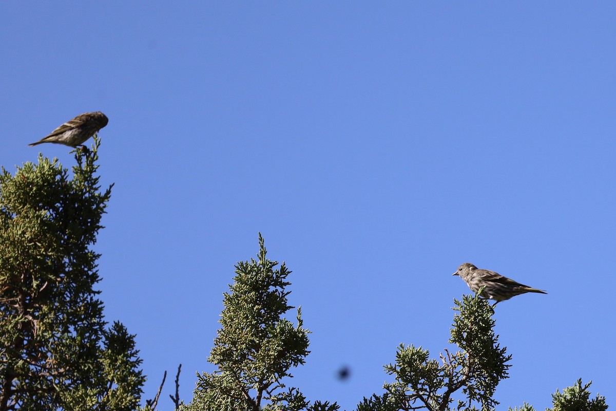 Pine Siskin - ML641931129