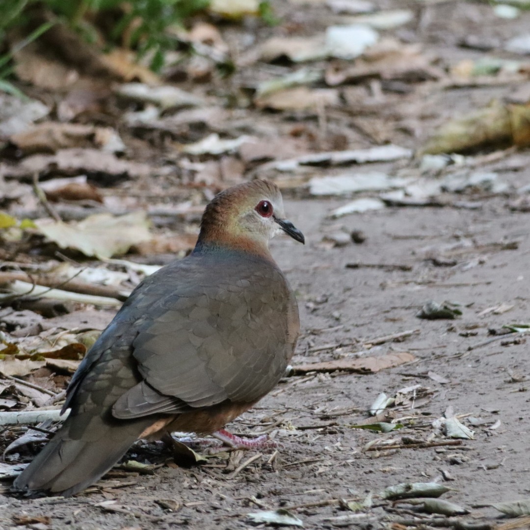 Pigeon à masque blanc - ML641931130