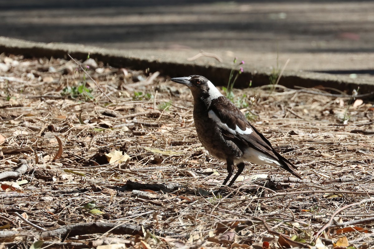 Australian Magpie (Black-backed) - ML641931132