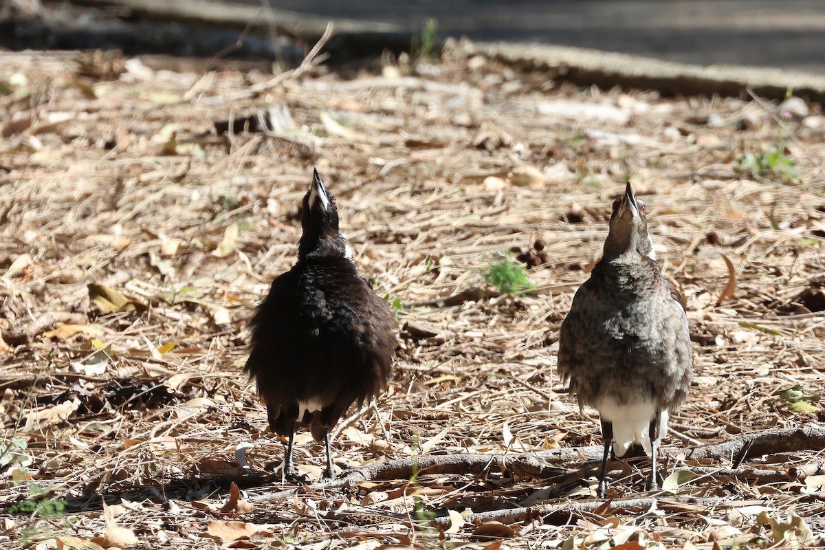 Australian Magpie (Black-backed) - ML641931133
