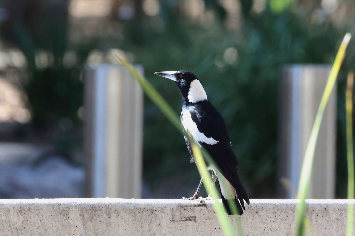Australian Magpie (Black-backed) - ML641931152