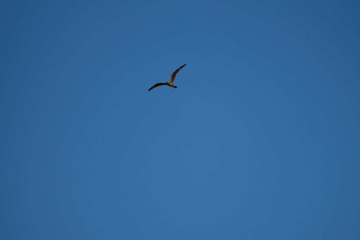 Common Nighthawk - ML641931154