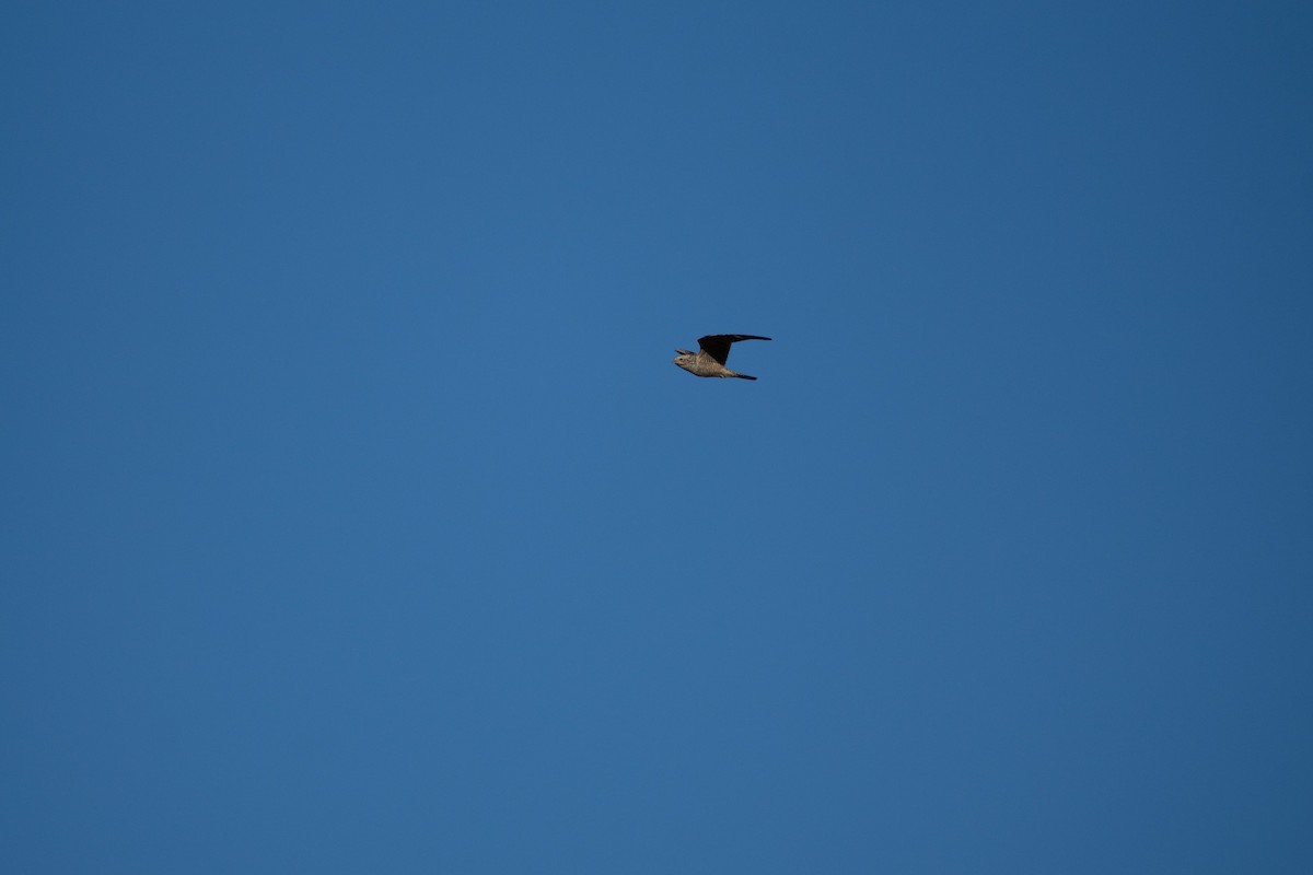 Common Nighthawk - ML641931155