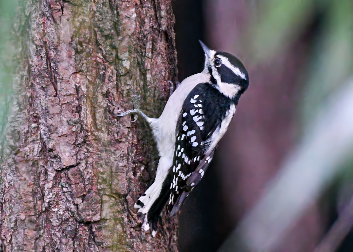 Downy Woodpecker - ML641931174