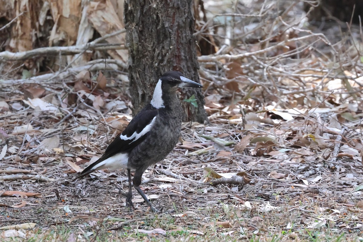 Australian Magpie (Black-backed) - ML641931184