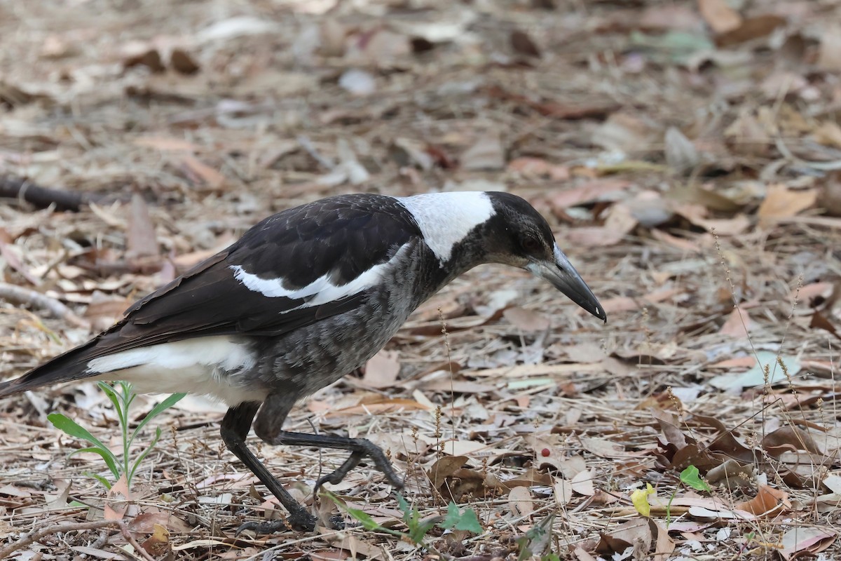 Australian Magpie (Black-backed) - ML641931185