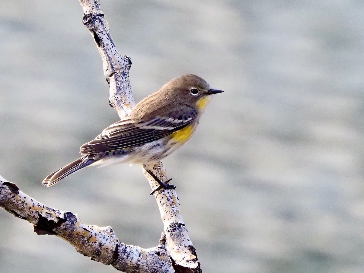 Yellow-rumped Warbler (Audubon's) - ML641931190