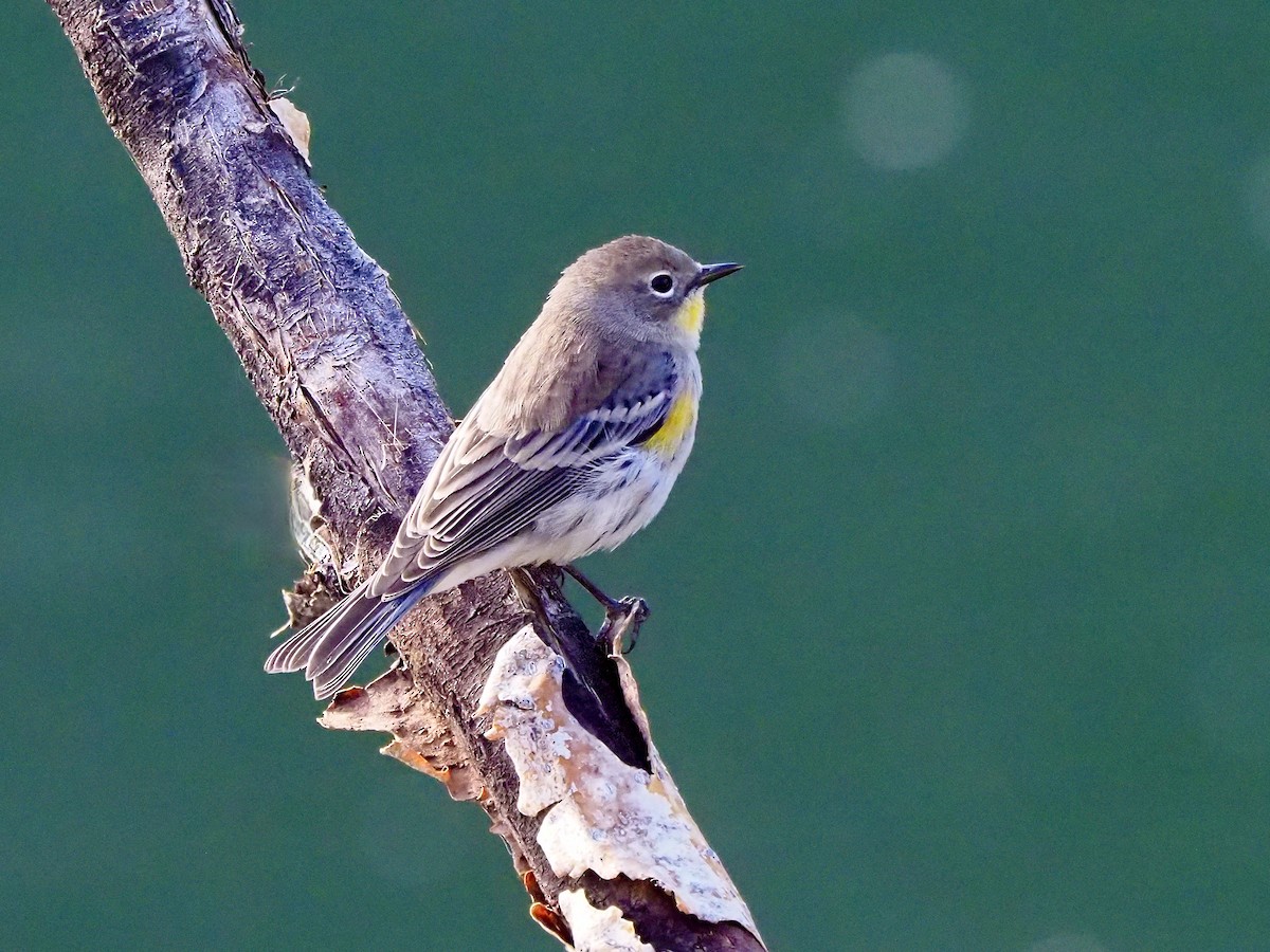 Yellow-rumped Warbler (Audubon's) - ML641931192