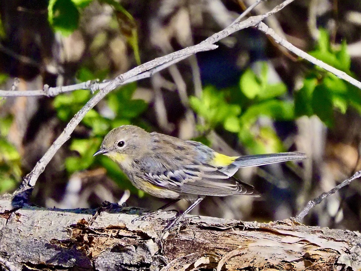 Yellow-rumped Warbler (Audubon's) - ML641931195