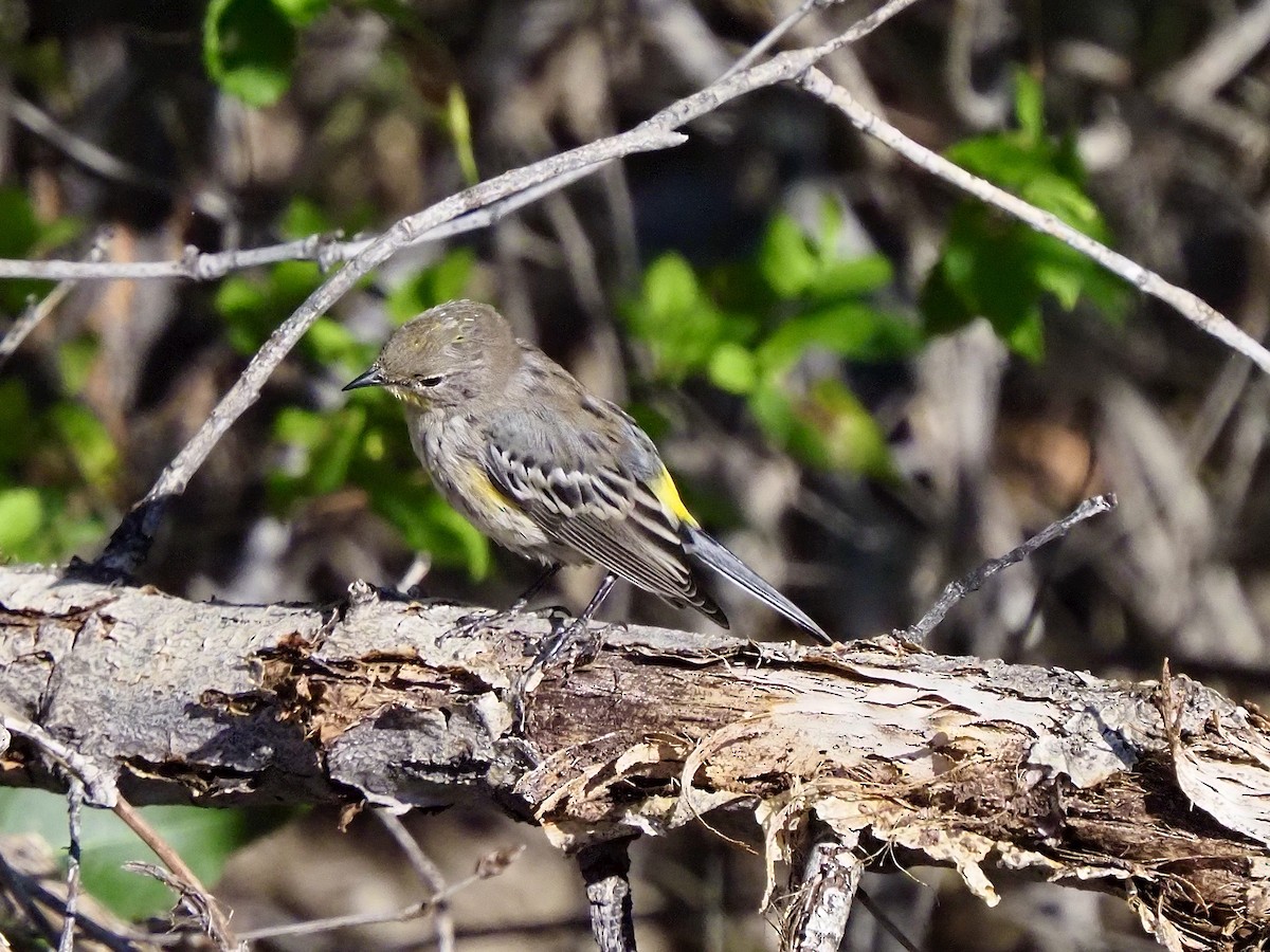 Yellow-rumped Warbler (Audubon's) - ML641931198