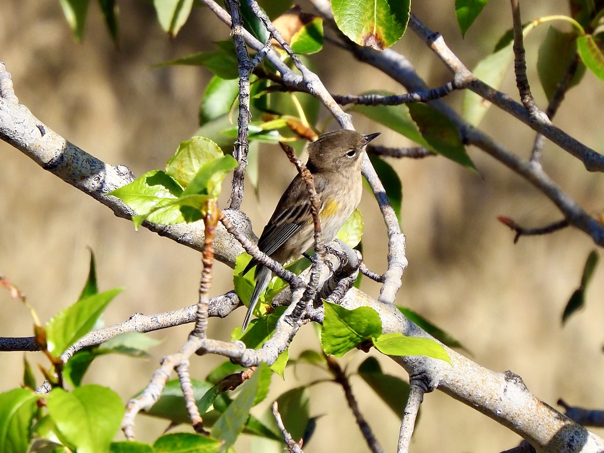 Yellow-rumped Warbler (Audubon's) - ML641931200
