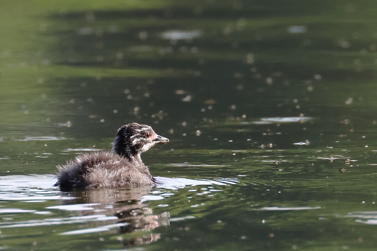 Least Grebe - ML641931202