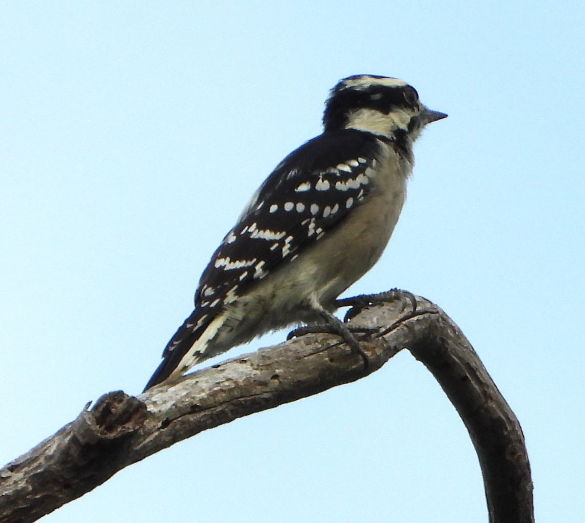 Downy Woodpecker - ML641931203