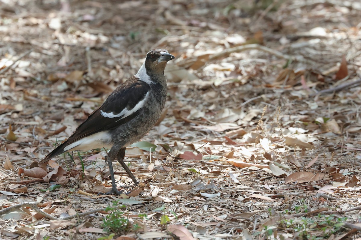Australian Magpie (Black-backed) - ML641931208