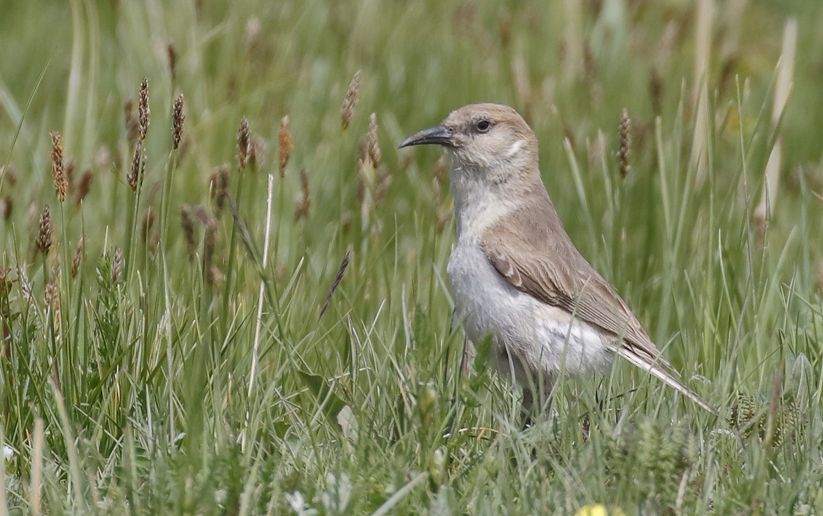 Ground Tit - Dave Curtis