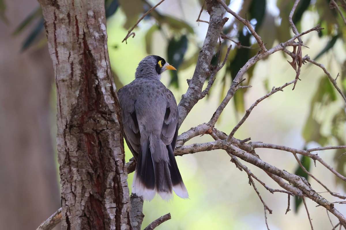 Noisy Miner - ML641931221