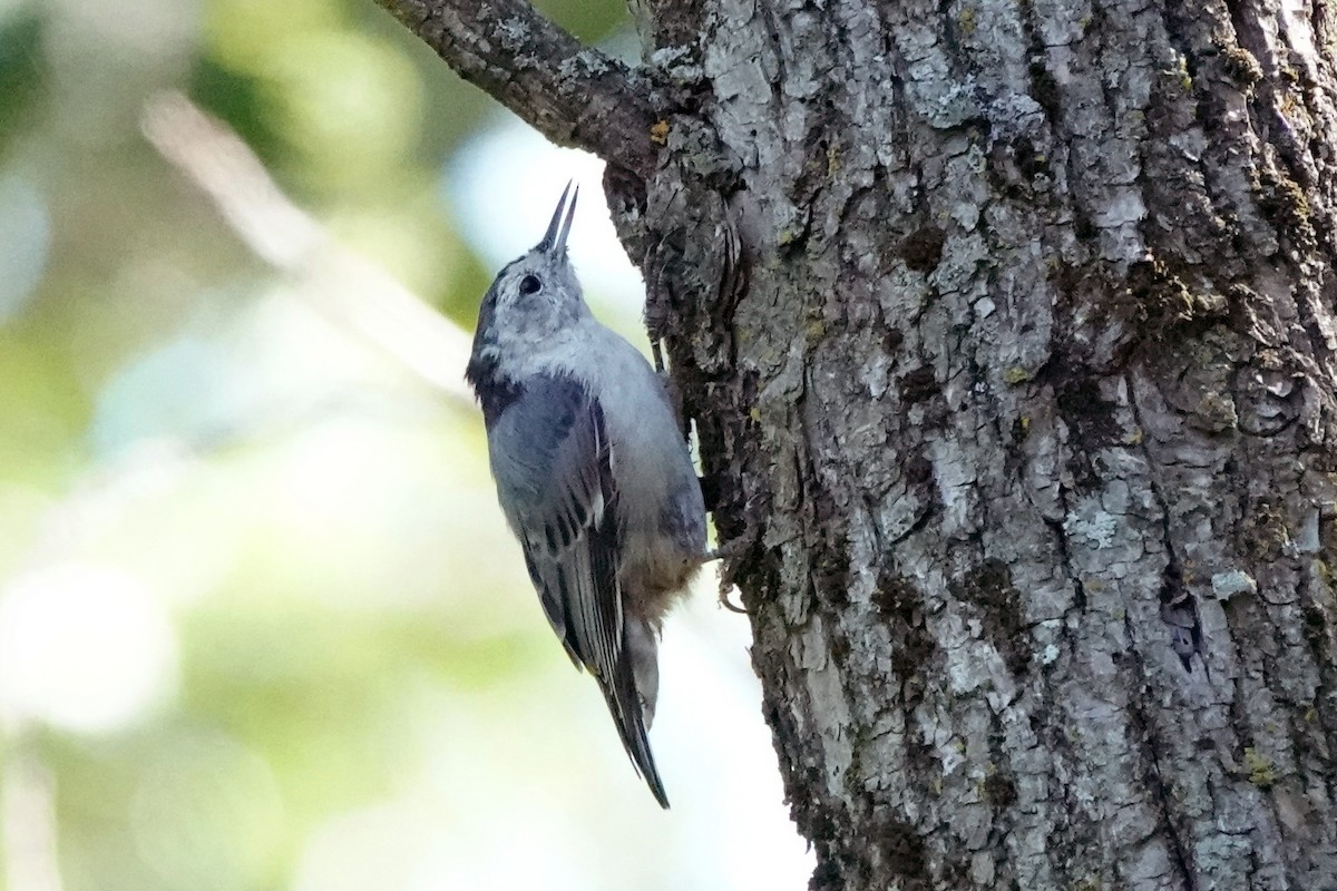 White-breasted Nuthatch - ML641931229