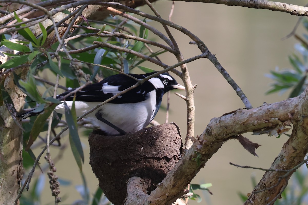 Magpie-lark - ML641931256