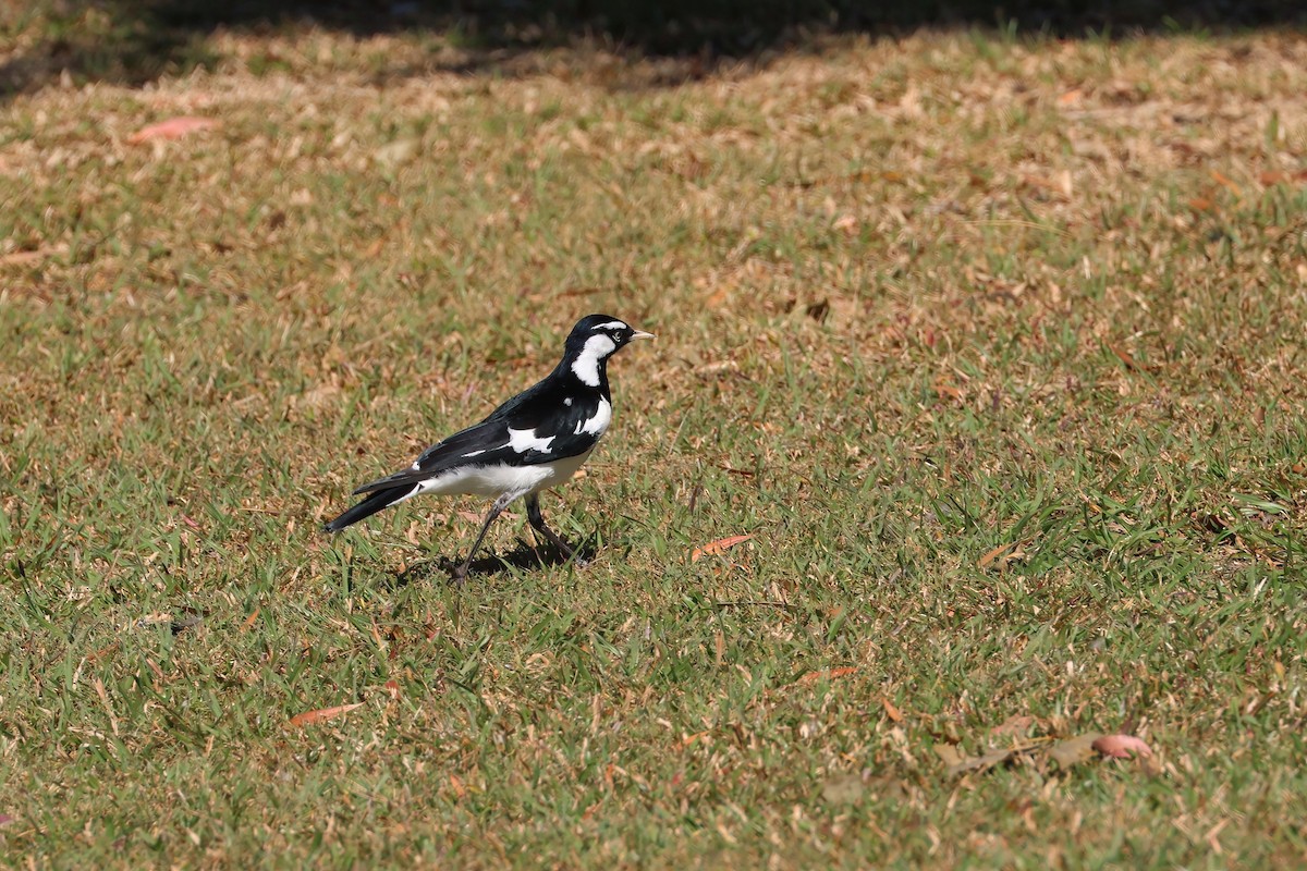 Magpie-lark - ML641931257