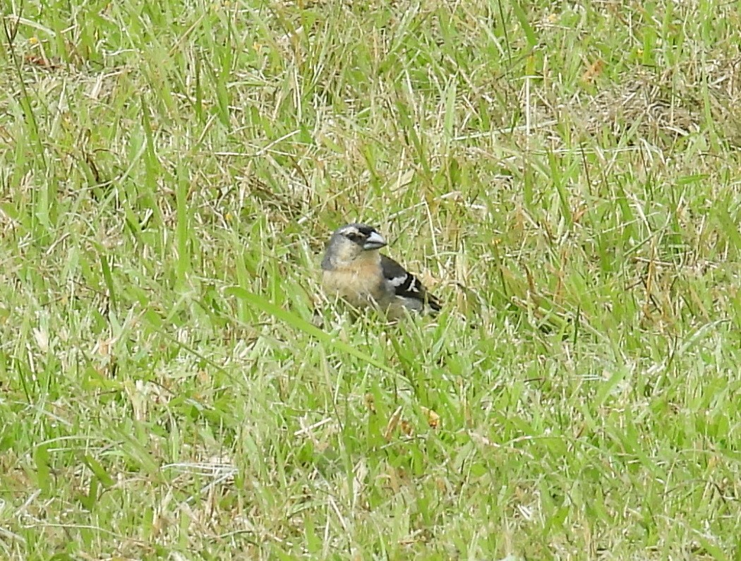 Azores Chaffinch - ML641931262