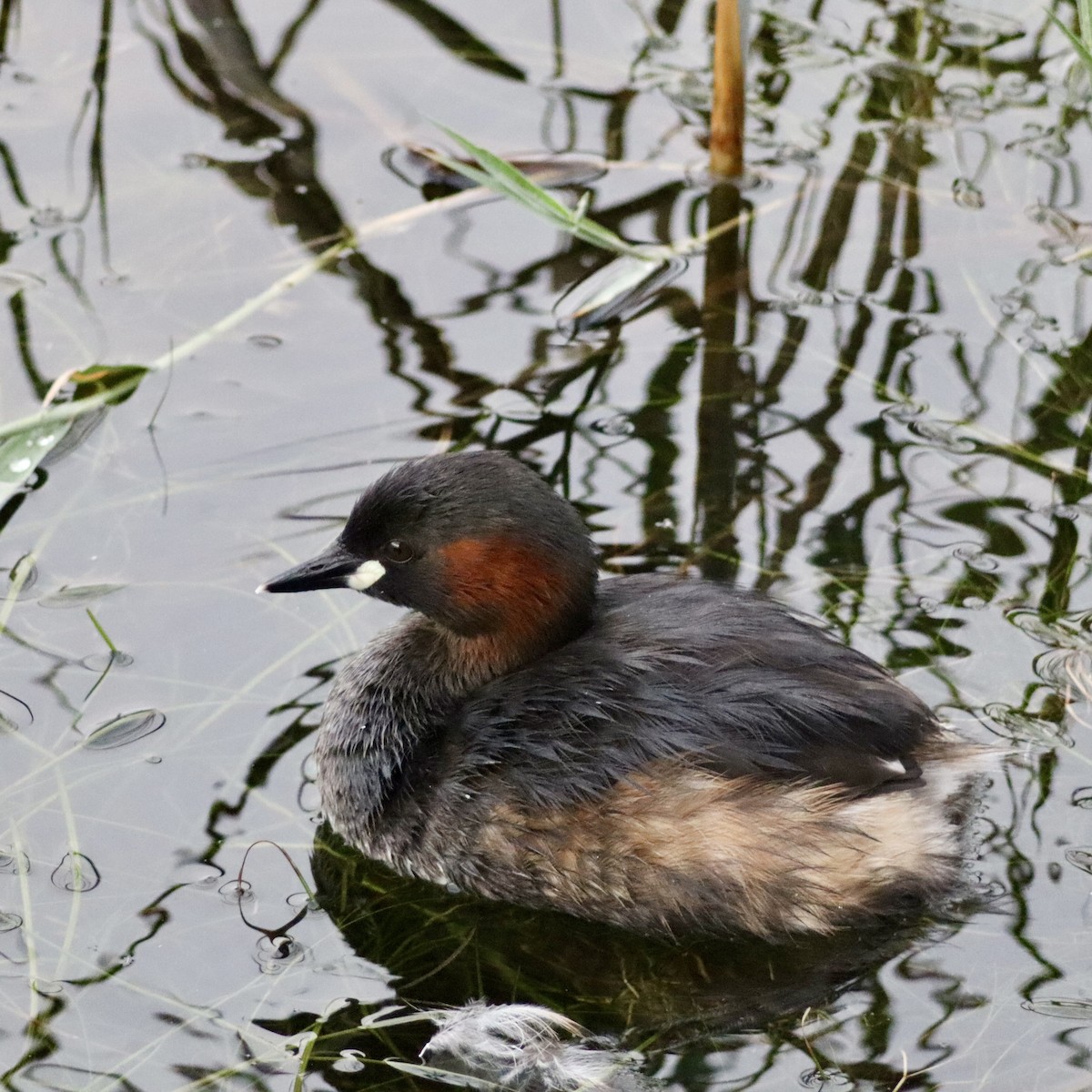 Little Grebe - ML641931264