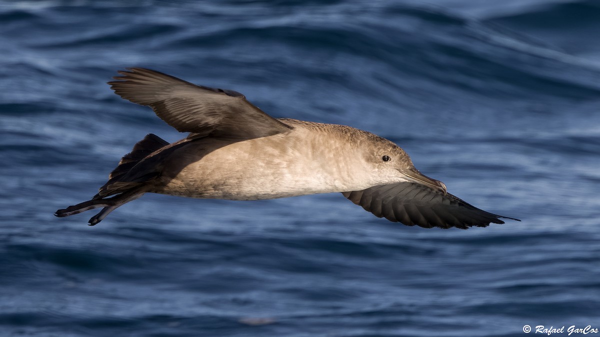 Balearic Shearwater - ML641931274