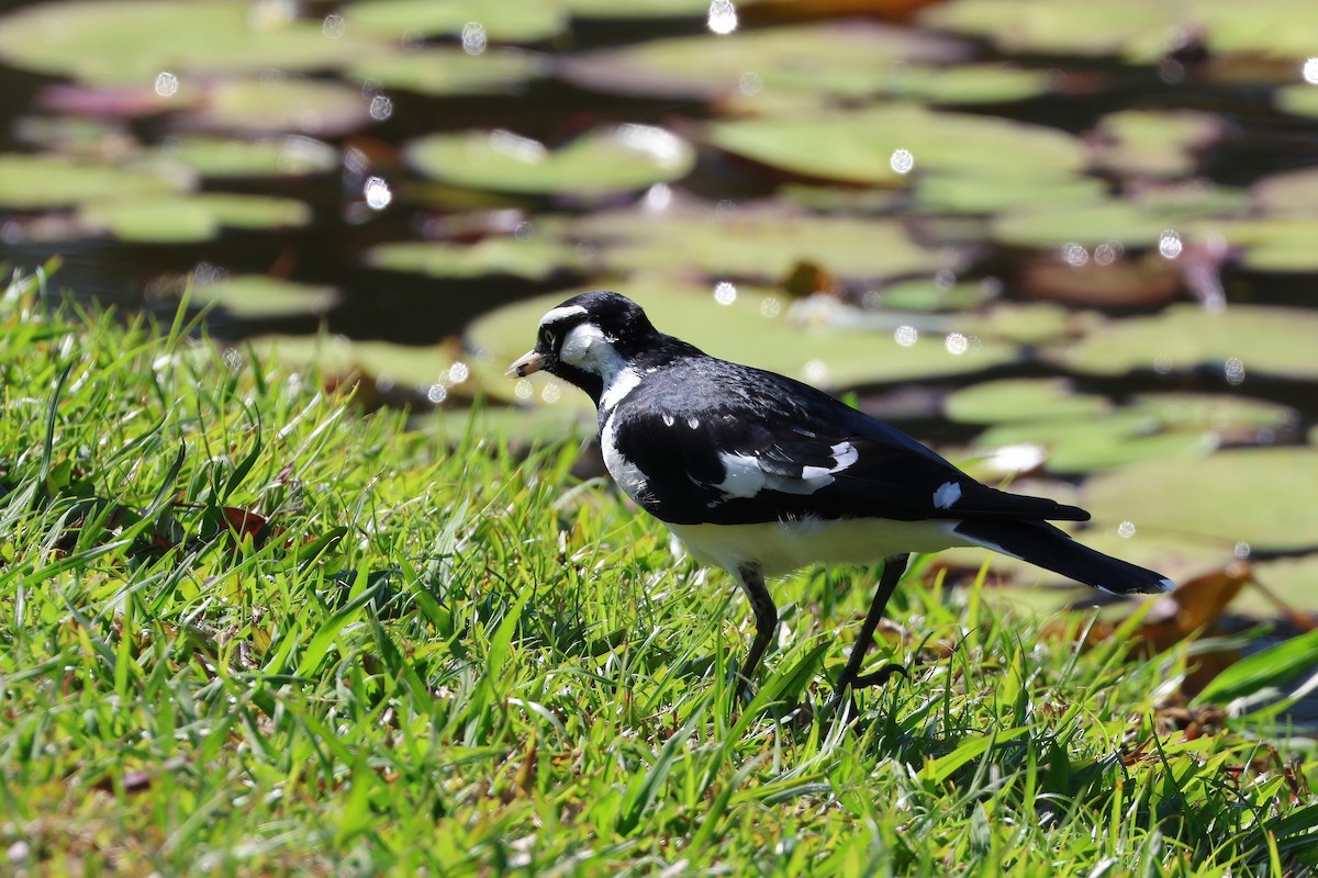 Magpie-lark - ML641931278