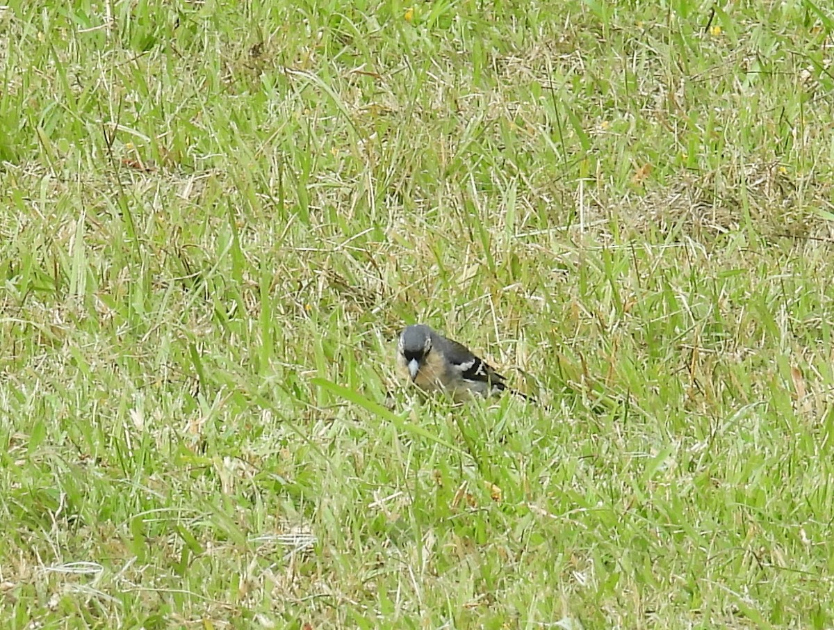 Azores Chaffinch - ML641931280