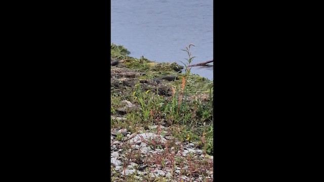 Buff-breasted Sandpiper - ML641931288