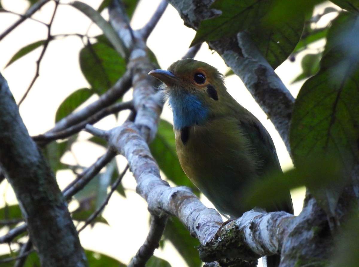 Blaukehlmotmot - ML641931293
