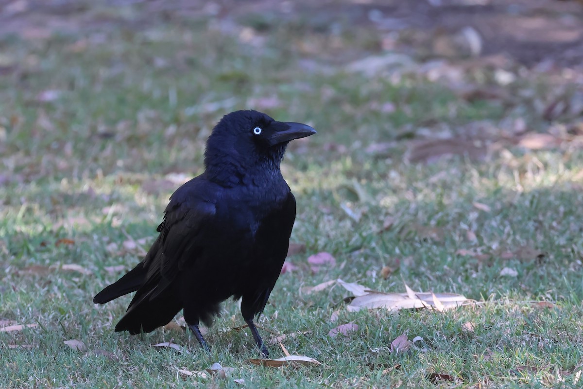 Torresian Crow - ML641931294