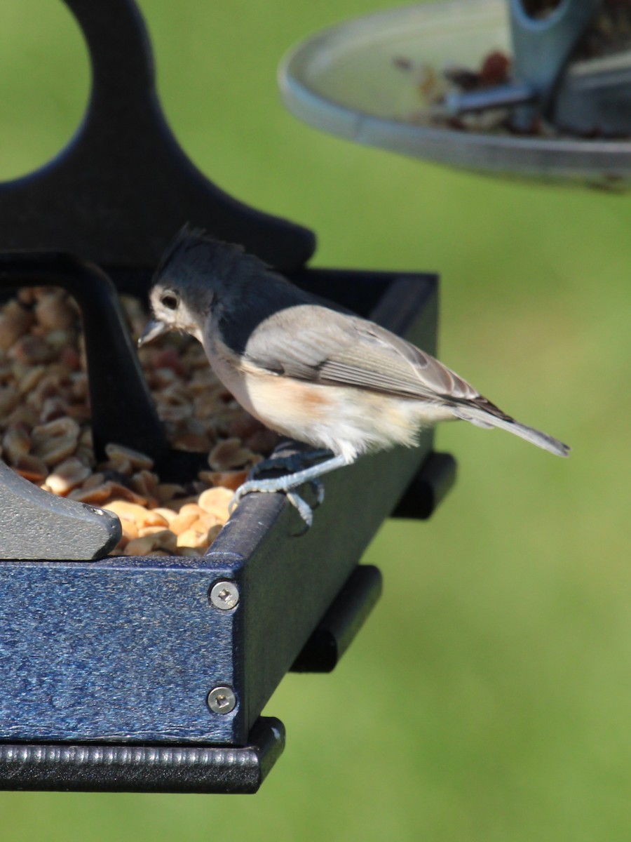 Tufted Titmouse - ML641931295