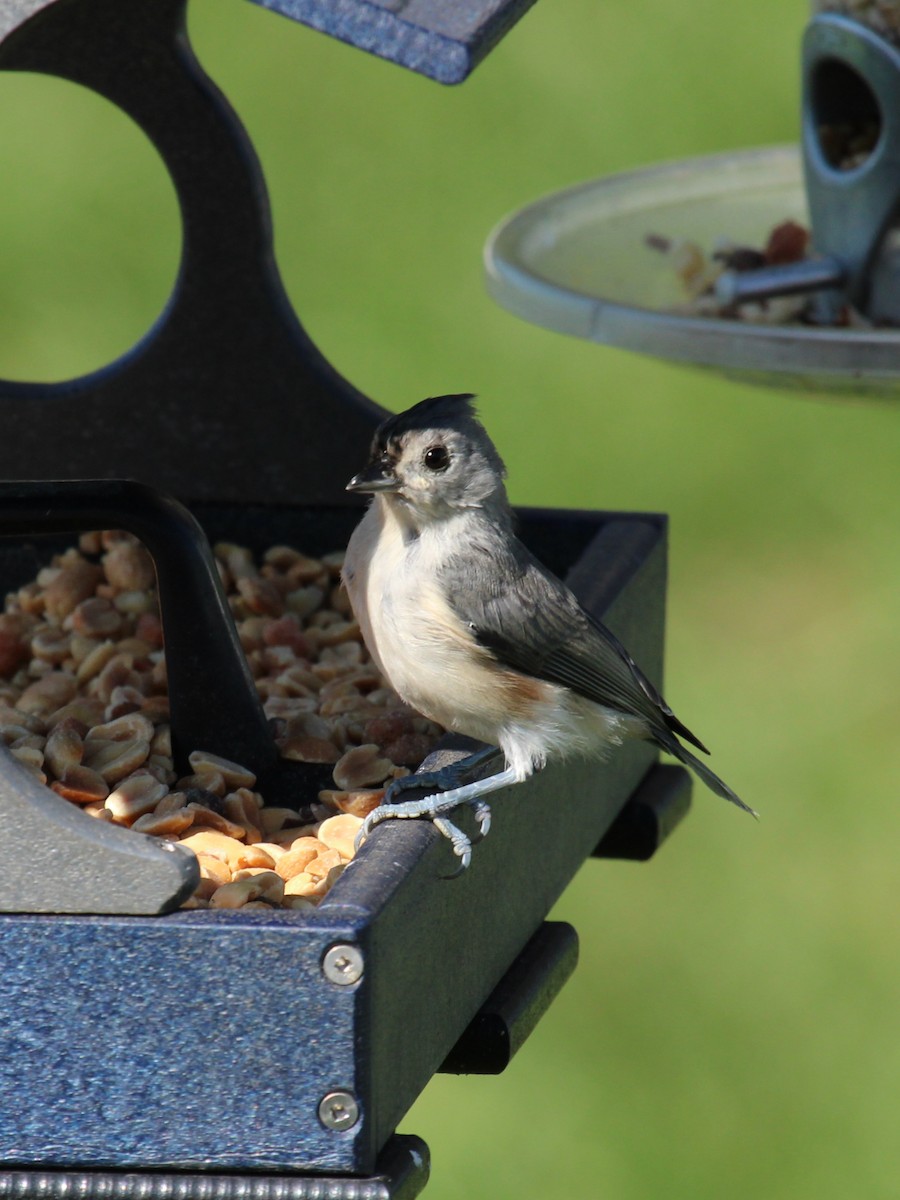 Tufted Titmouse - ML641931297