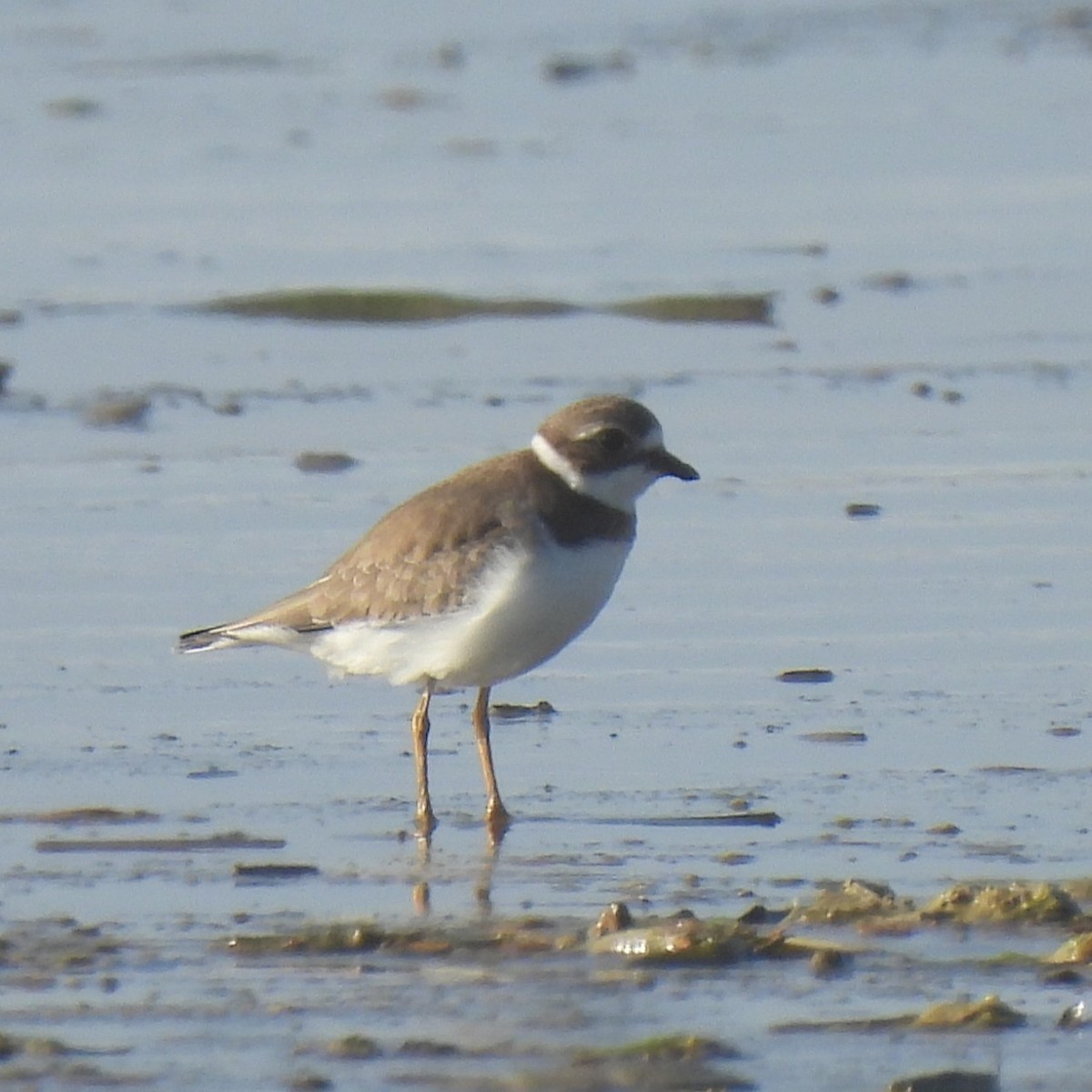 Semipalmated Plover - ML641931305