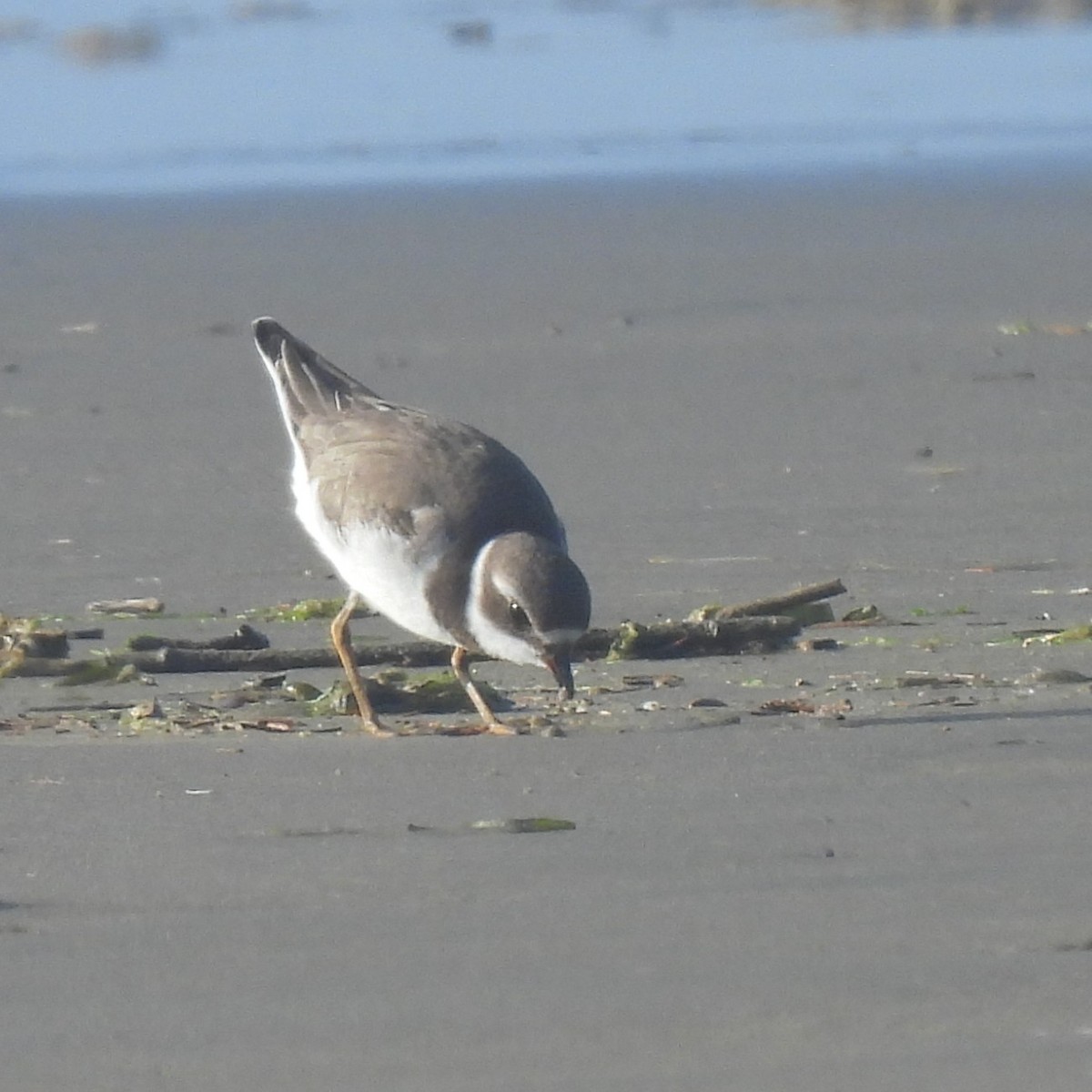 Semipalmated Plover - ML641931306