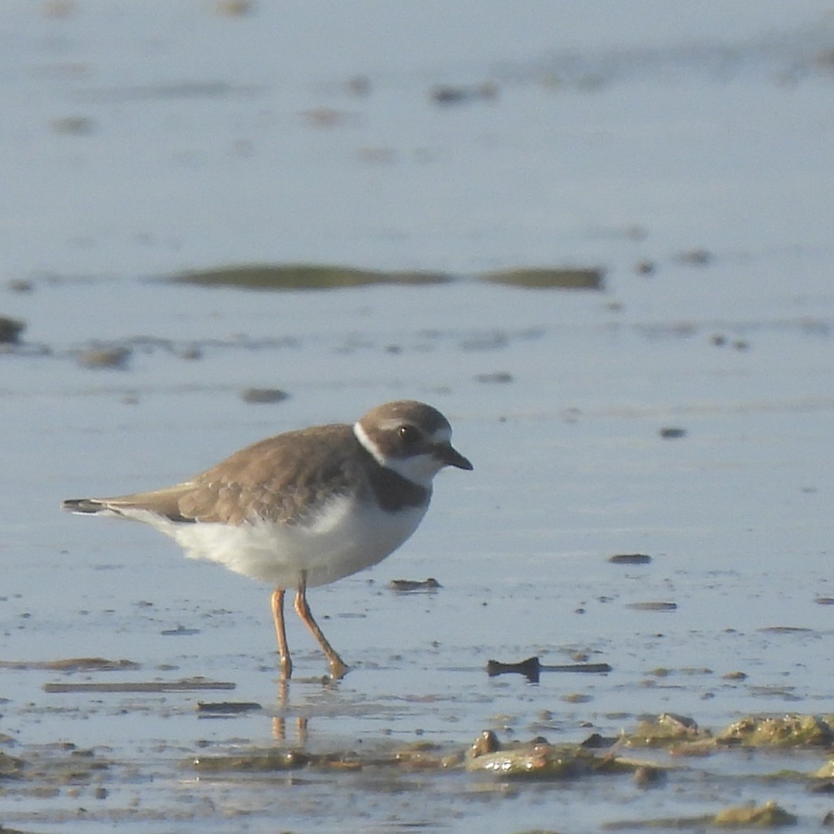 Semipalmated Plover - ML641931307