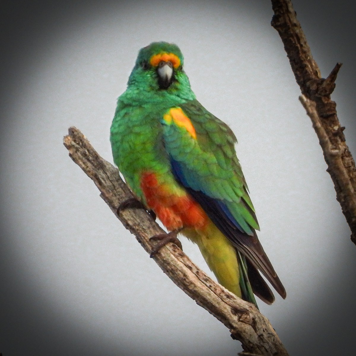 Mulga Parrot - ML641931336