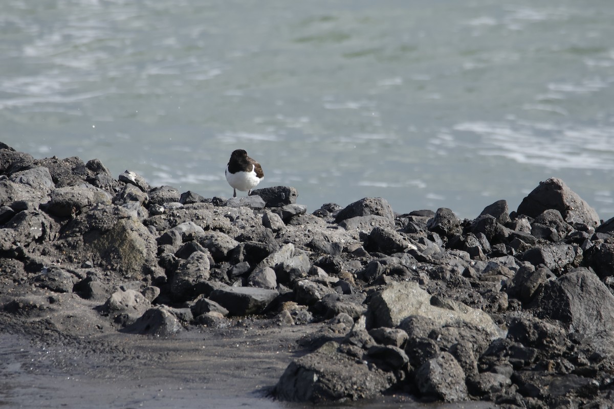 Eurasian Oystercatcher - ML641931340