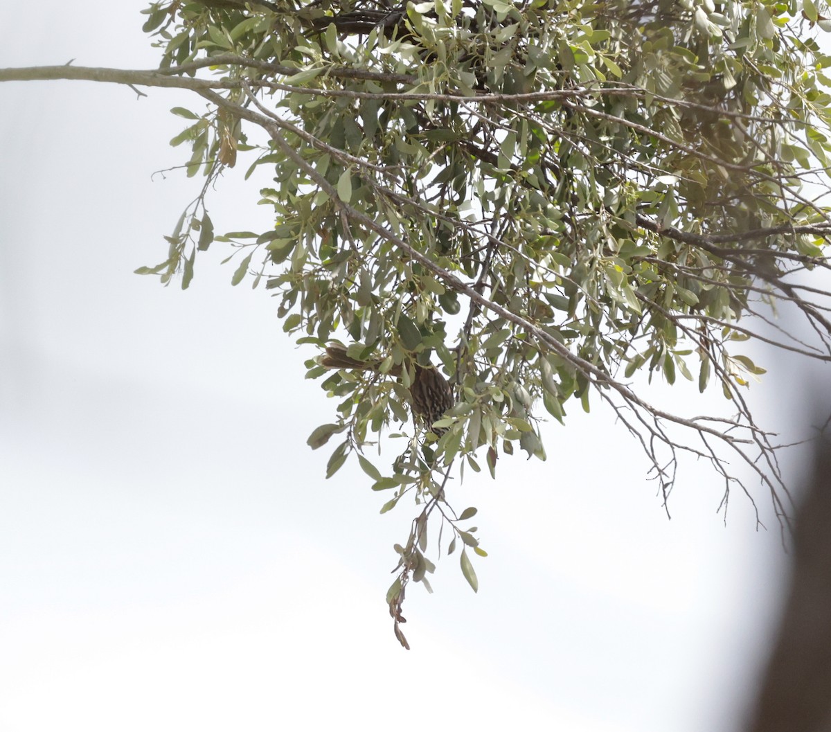 Striped Honeyeater - ML641931345