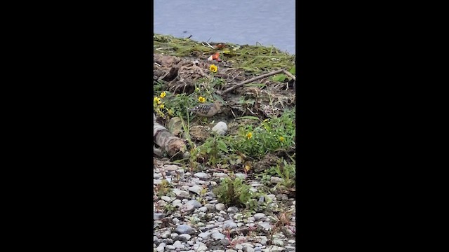 Buff-breasted Sandpiper - ML641931349