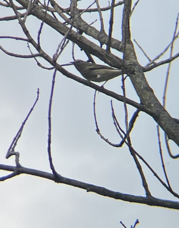 Cape May Warbler - ML641931354