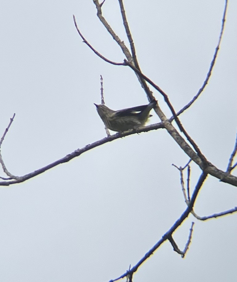 Cape May Warbler - ML641931355